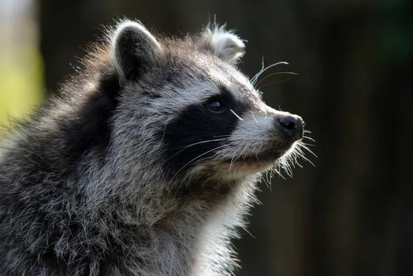 Wasbeer Dier Fauna Zoogdier Procyonide Familie — Stockfoto