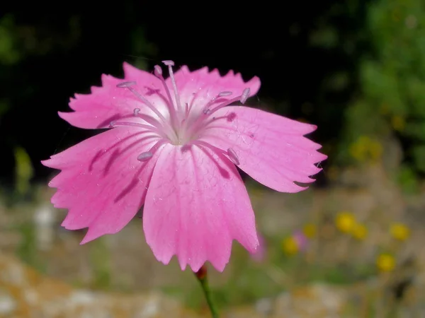 Bel Colpo Botanico Carta Parati Naturale — Foto Stock