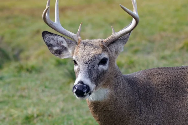 Wildtiere Von Damhirschen — Stockfoto