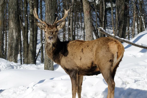 Verschiedene Tiere Selektiver Fokus — Stockfoto