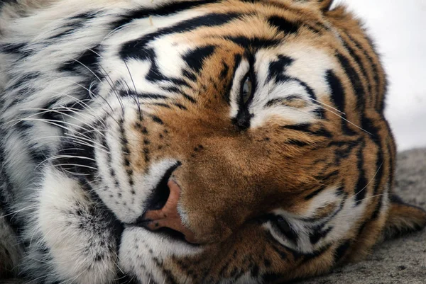 Poderoso Predador Wildcat Animal Tigre Listrado — Fotografia de Stock