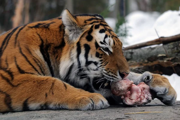 Powerful Predator Wildcat Striped Tiger Animal — Stock Photo, Image