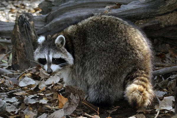 Animal Guaxinim Mamífero Fauna Família Proxionídeos — Fotografia de Stock