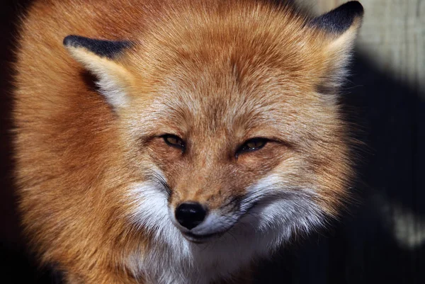 Red Fox Animal Nature Fauna — Stock Photo, Image