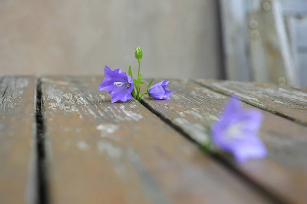 Flores Primavera Sobre Fondo Madera — Foto de Stock