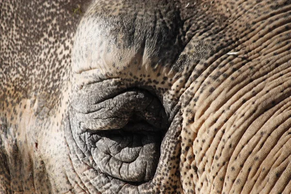 Mamífero Africano Animal Herbívoro Elefante — Fotografia de Stock