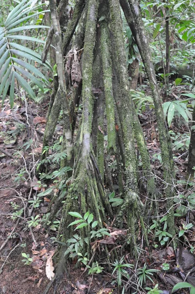 Baumwurzeln Wald — Stockfoto