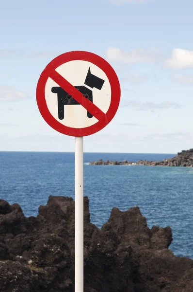 Žádný Pes Není Povolen Znak — Stock fotografie