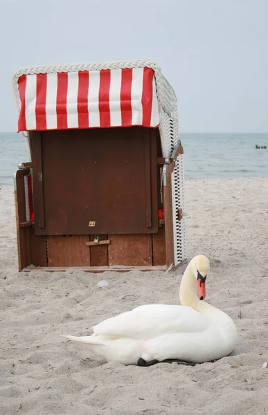 Strand Stol Med Svan — Stockfoto