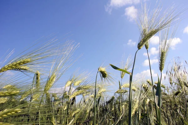 Agriculture Field Grass — Stock Photo, Image