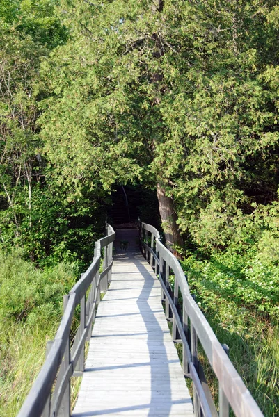 Puente Madera Bosque — Foto de Stock