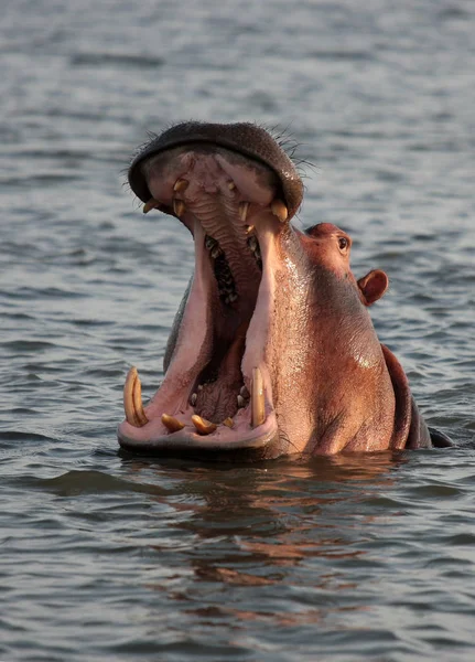 Hippopotamus Mammal Animal Hippo — Stock Photo, Image
