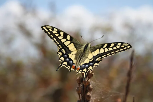 Vahşi Doğada Böceğe Yakın Çekim — Stok fotoğraf