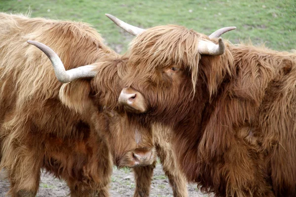 Скот Шотландского Нагорья Животные — стоковое фото