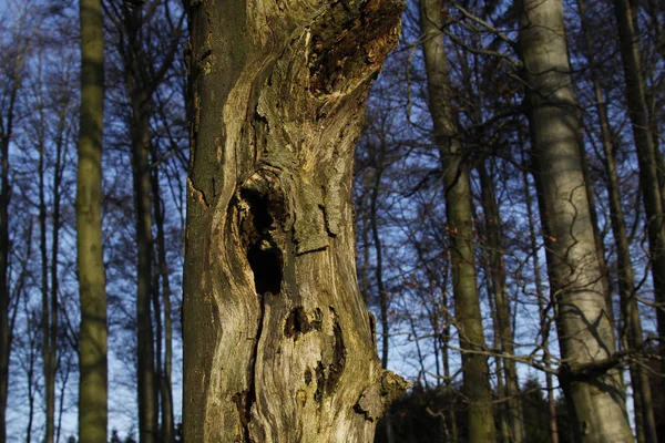 Mooi Botanisch Schot Natuurlijk Behang — Stockfoto