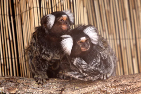 Animales Jóvenes Enfoque Selectivo — Foto de Stock