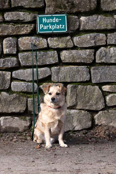 Mischlingshund Ile Köpek Parkı — Stok fotoğraf