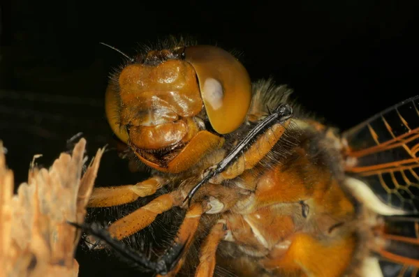 Detailní Makro Pohled Hmyz Vážky — Stock fotografie