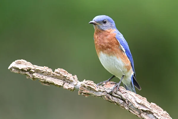 Uccello Azzurro Orientale Habitat Concetto Natura Selvaggia — Foto Stock