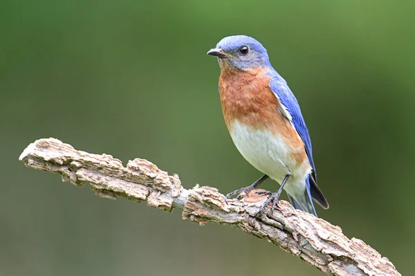 Východní Bluebird Prostředí Koncept Divokosti — Stock fotografie