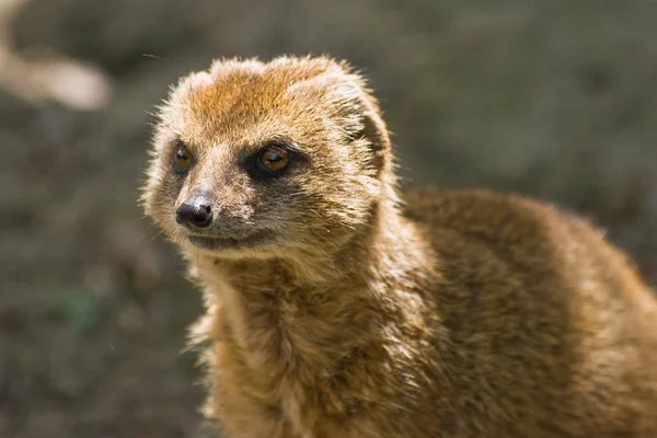 Scenic View Mongoose Wild Nature — Stock Photo, Image