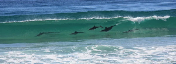 Dauphin Poissons Aquatiques Animaux Marins — Photo