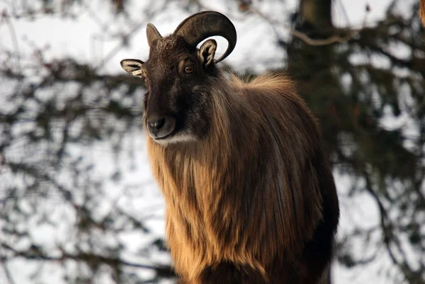 Wildlife Scene Beautiful Nature — Stock Photo, Image