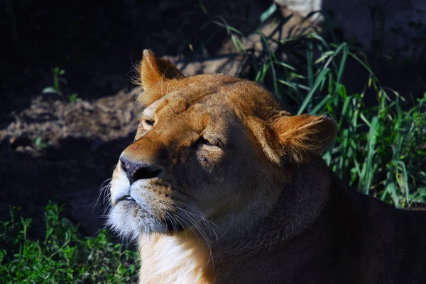 Lion Femelle Prédateur Chat Sauvage — Photo