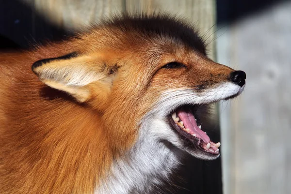 Renard Roux Animal Faune Naturelle — Photo