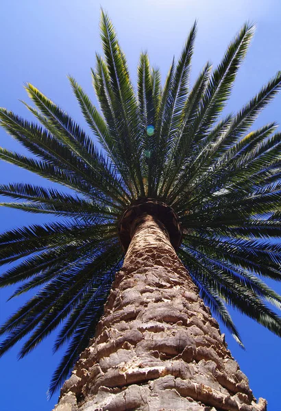 Palmera Sobre Fondo Azul Del Cielo — Foto de Stock