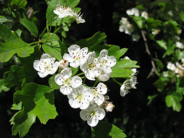 Beauty Blossoming Plant Daytime — Stock Photo, Image