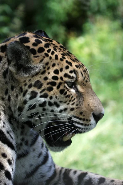 Leopardo Depredador Animal Gato Grande — Foto de Stock