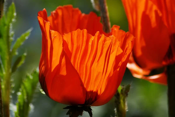 Vue Rapprochée Belles Fleurs Pavot Sauvage — Photo