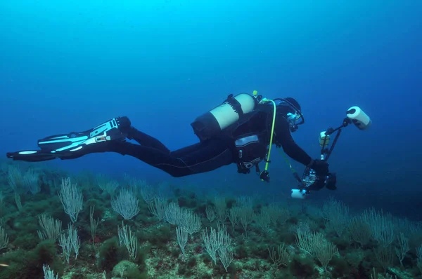 Underwater Photo Sea Life — Stock Photo, Image