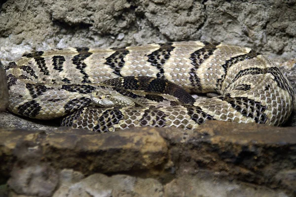 Schlangentier Fleischfressendes Reptil — Stockfoto