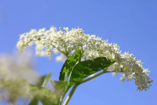 Белый Бурый Цветок Растение Ботаническое — стоковое фото