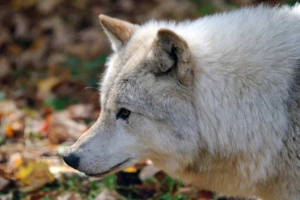 Vue Panoramique Loup Sauvage Nature — Photo