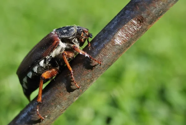 Close Bug Natureza Selvagem — Fotografia de Stock