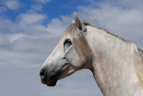 Lindo Caballo Naturaleza Salvaje — Foto de Stock