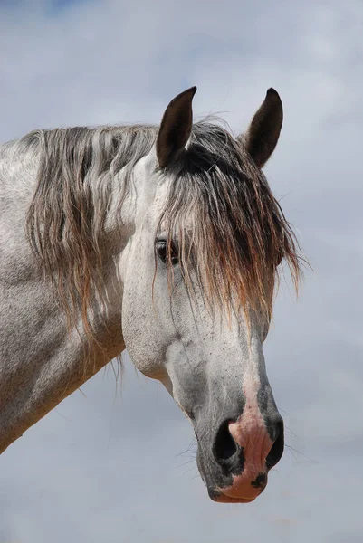 cute horse at wild nature