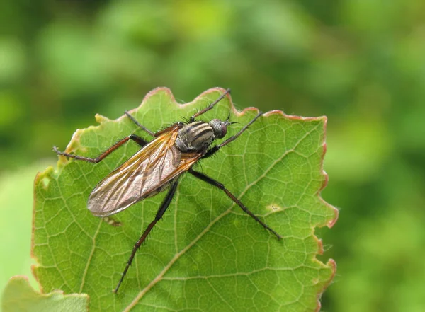 Close Bug Natureza Selvagem — Fotografia de Stock