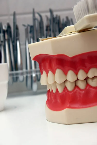 Diş Fırçalı Diş Modeli — Stok fotoğraf