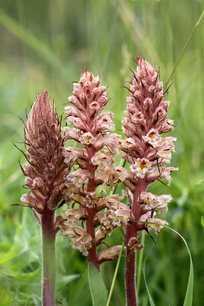 Natural Orchid Flower Bloom Flora Plant — Stock Photo, Image