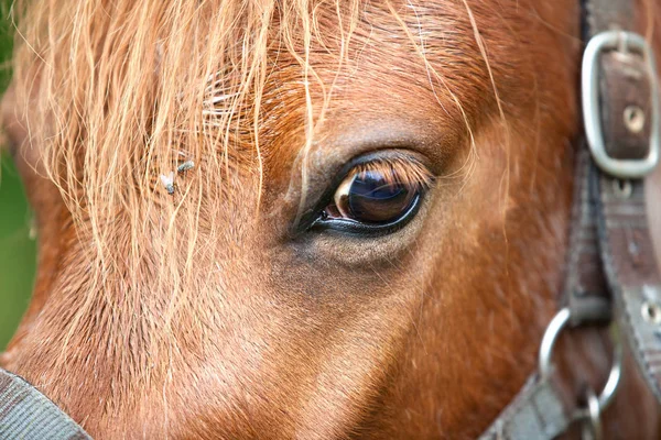 Zblízka Koně — Stock fotografie
