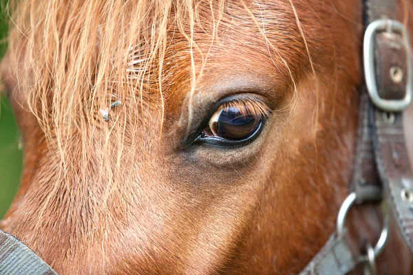 Gros Plan Cheval — Photo