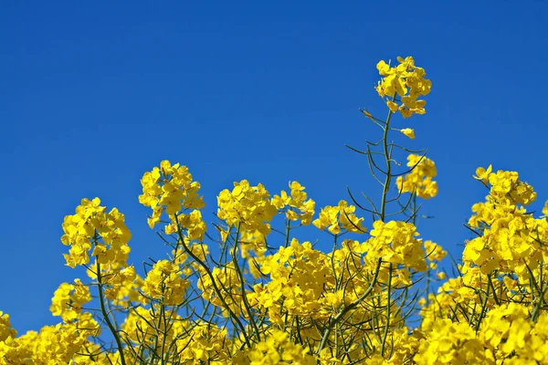 Fiori Diversi Attenzione Selettiva — Foto Stock