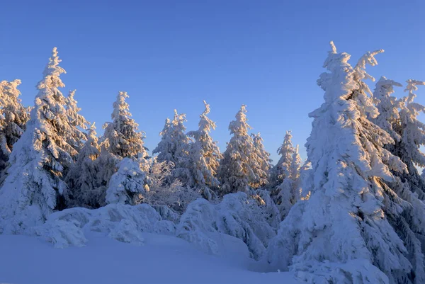 Зимовий Ліс Деревами Сніг Покритий Деревом — стокове фото