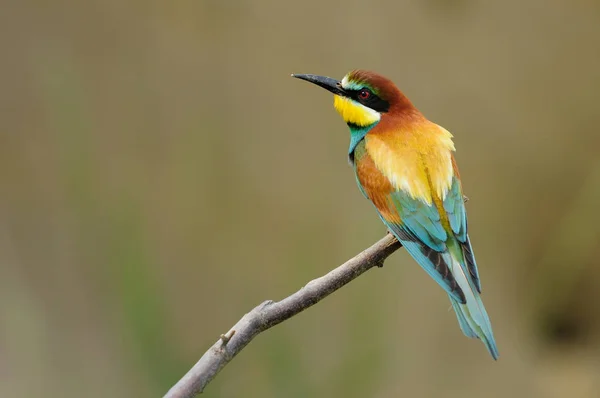 Vacker Utsikt Över Vacker Fågel Naturen — Stockfoto