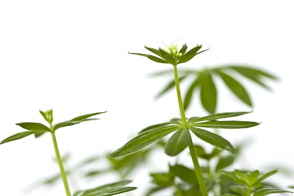 Frische Grüne Pflanze Isoliert Auf Weiß — Stockfoto