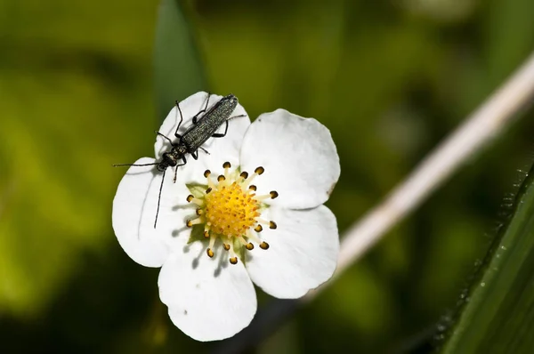 Fraise Sauvage Avec Coccinelles — Photo